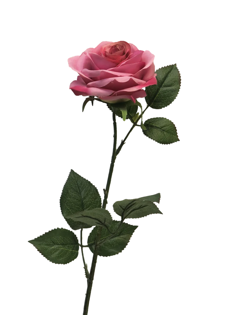 Rosa Dijon dark pink 64cm