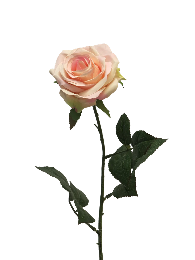 Rosa Dijon cream/pink 64cm