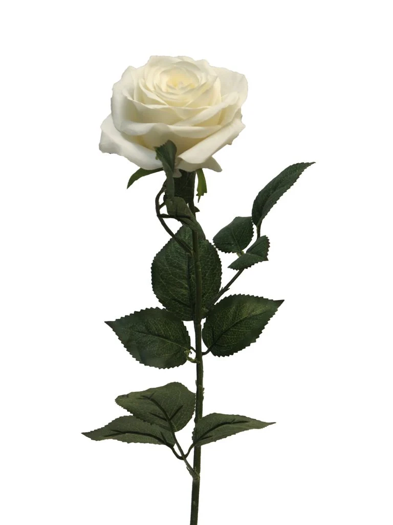 Rosa Dijon cream 64cm
