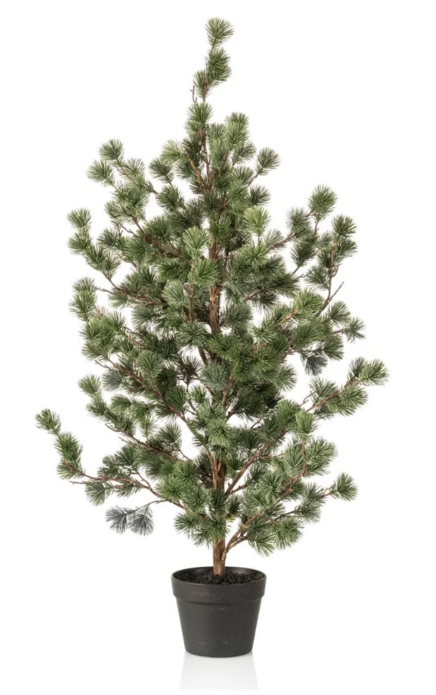 Cedar pine in pot 120cm green