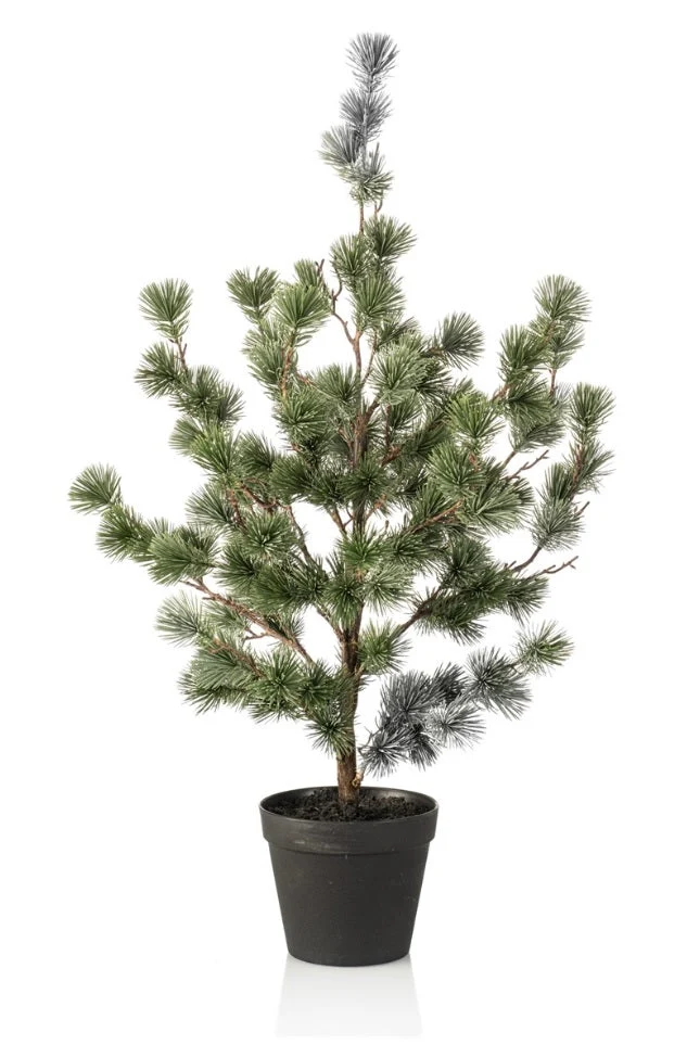 Cedar pine in pot 80cm green