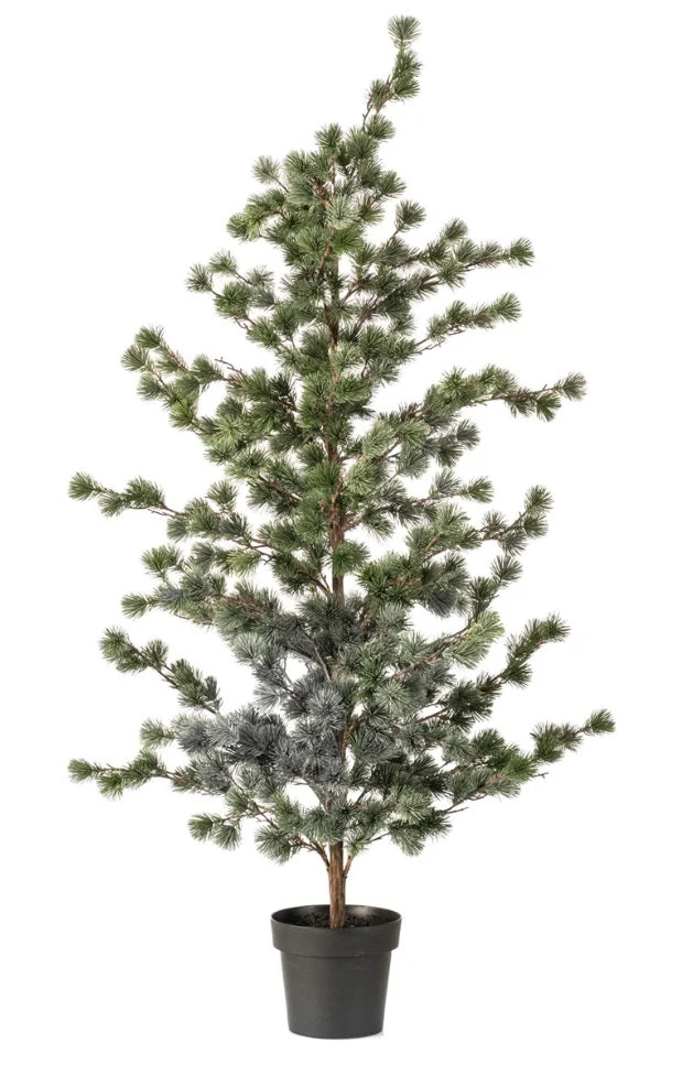 Cedar pine in pot 150cm green (knock down packing)