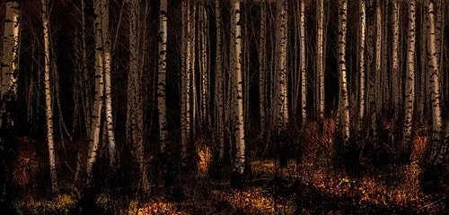 Foto Art - 'Dutch forest I'