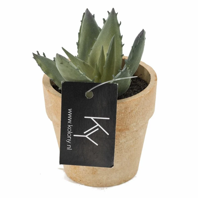 Vetplantje in potje 9x9x9cm
