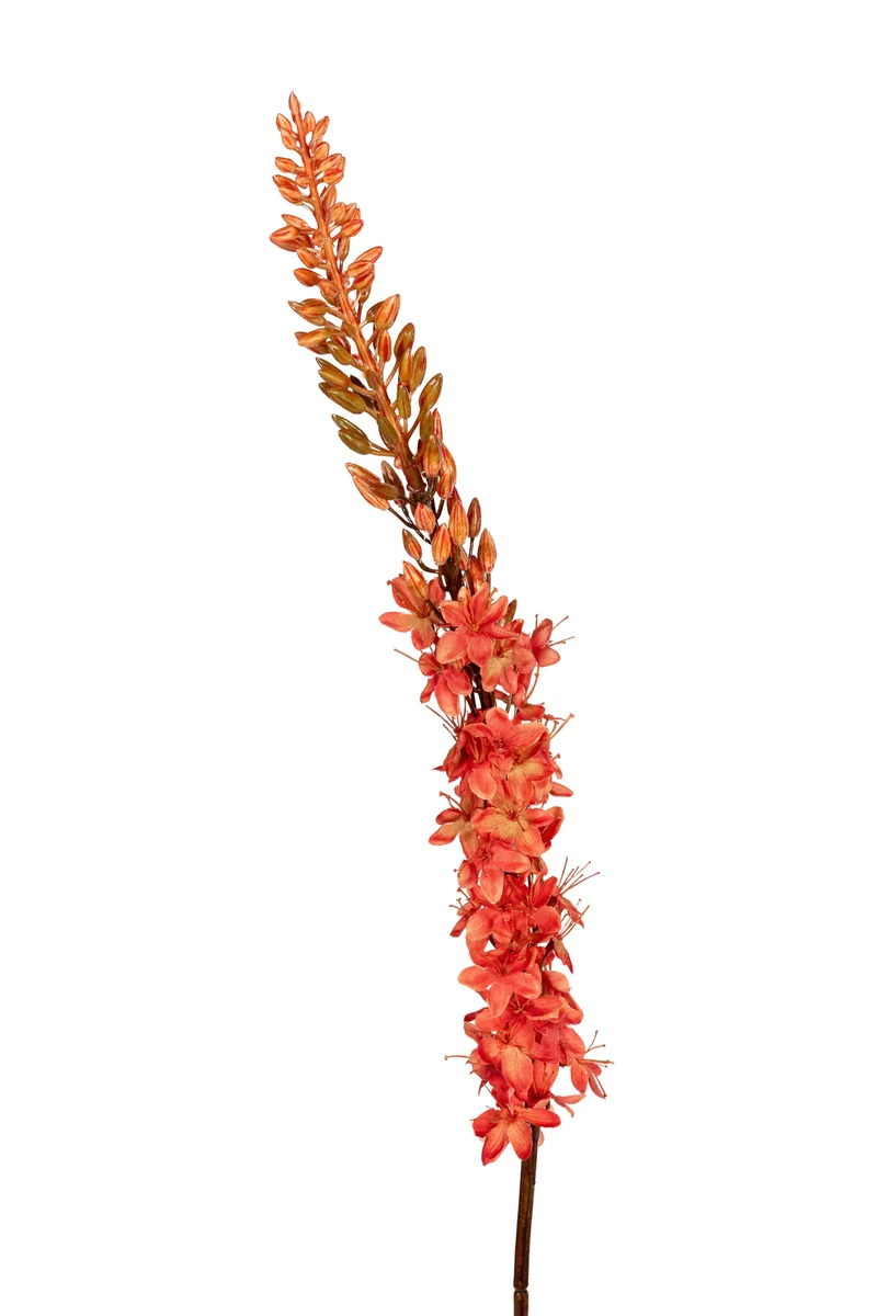 Eremurus l105cm oranje