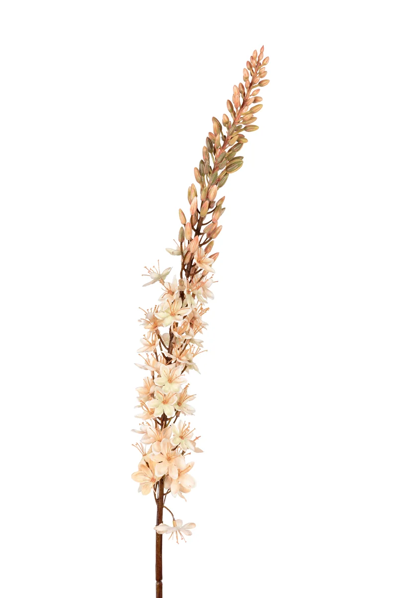 Eremurus l105cm zalm