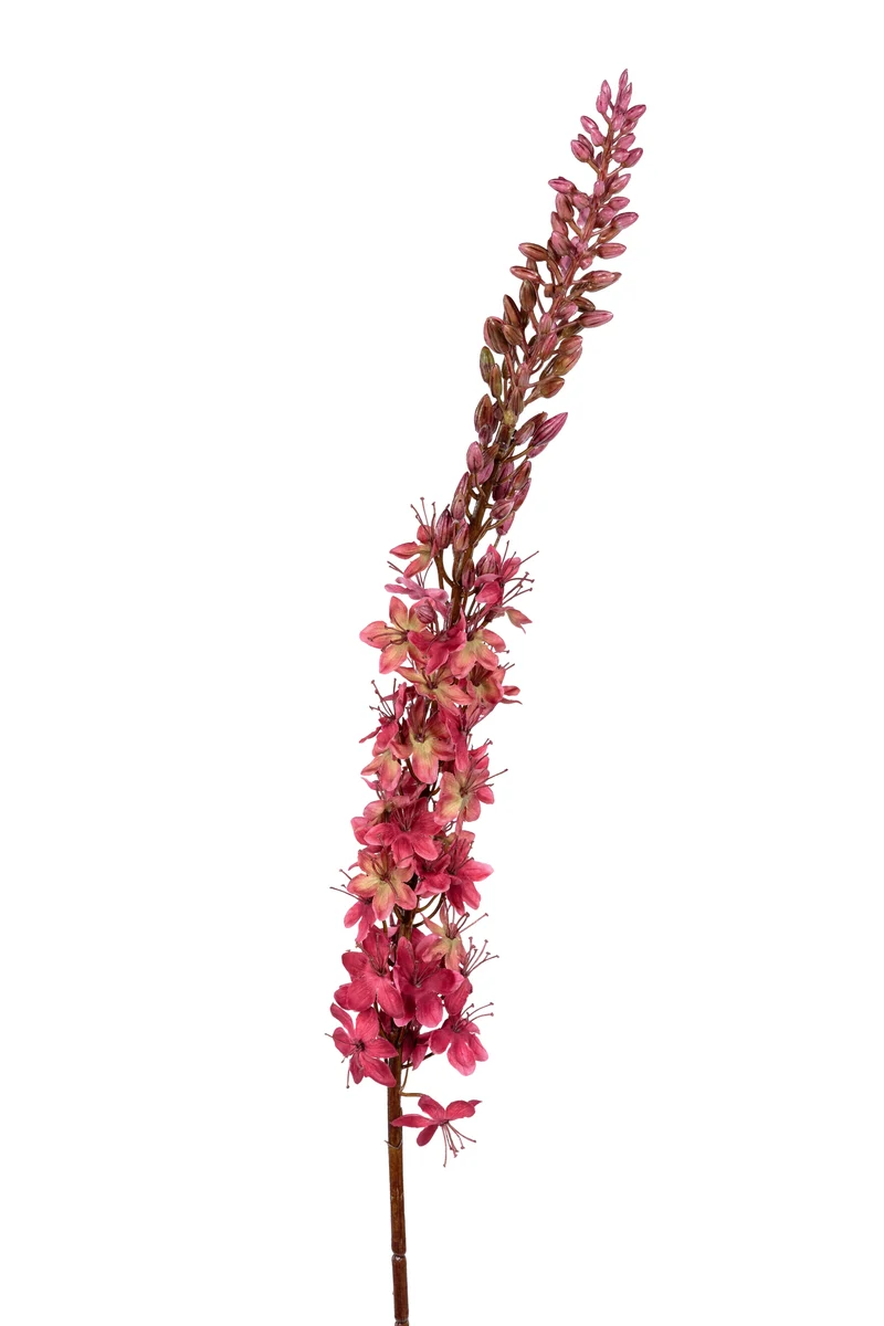Eremurus l105cm donker roze