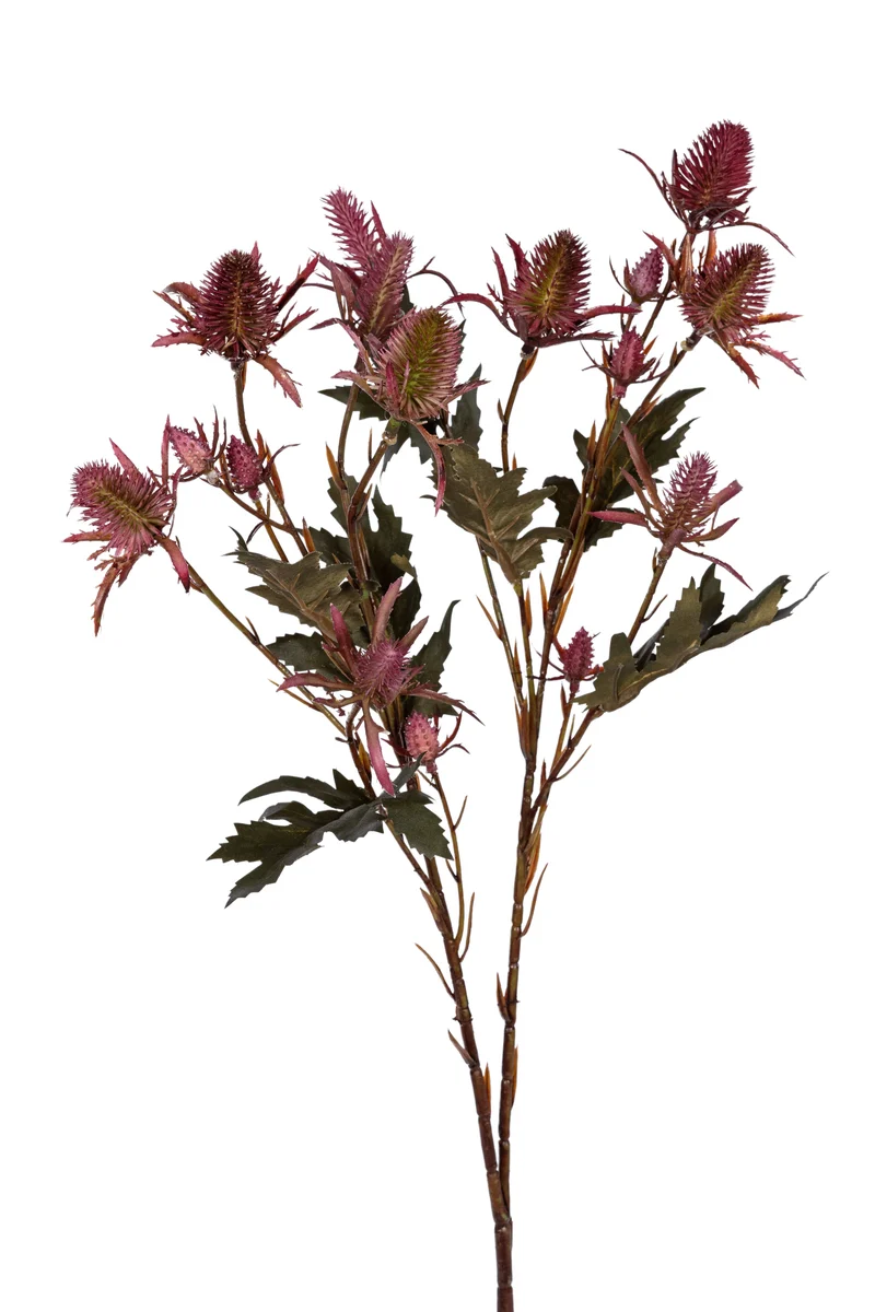 Distel l67cm burgundy