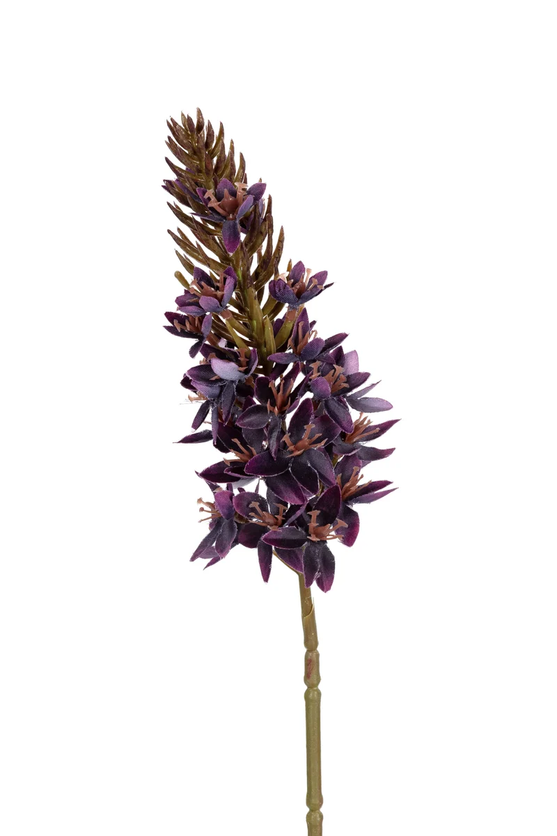 Eremurus l77cm paars