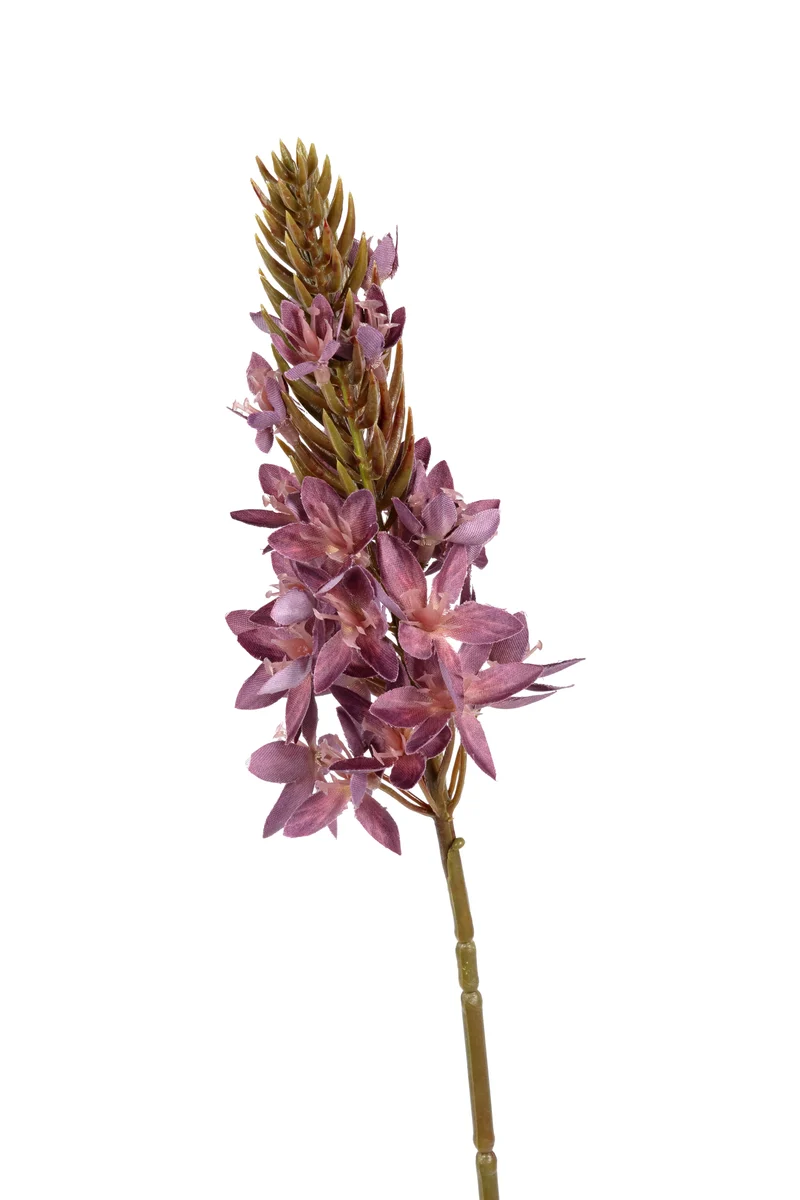 Eremurus l77cm mauve