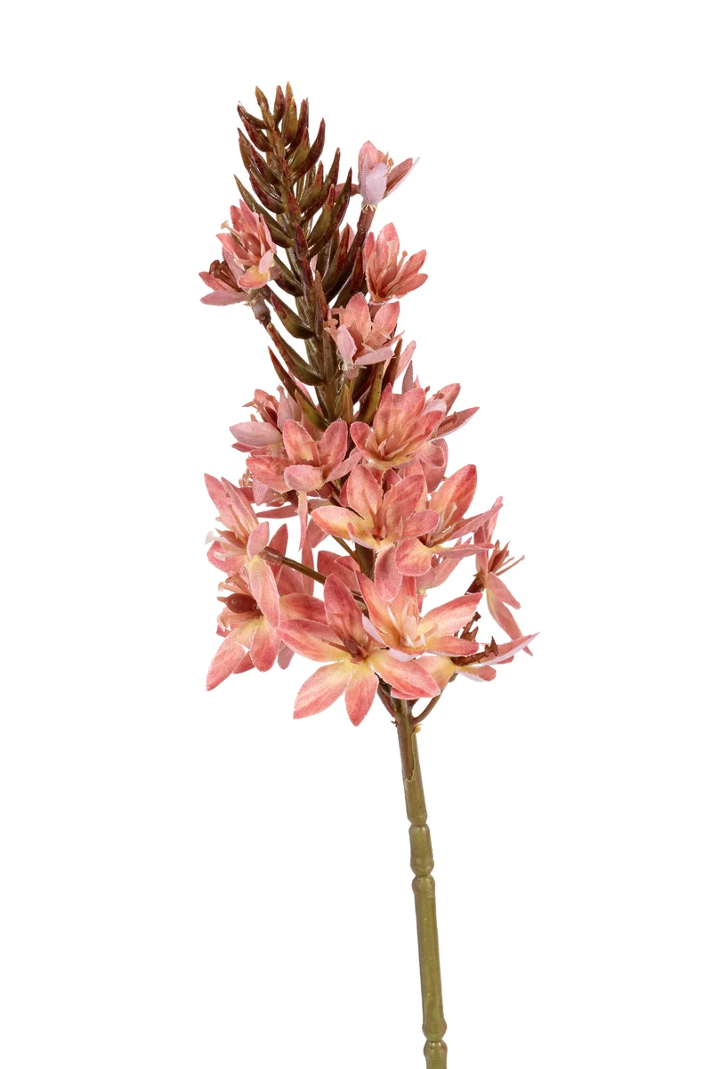 Eremurus l77cm koraal