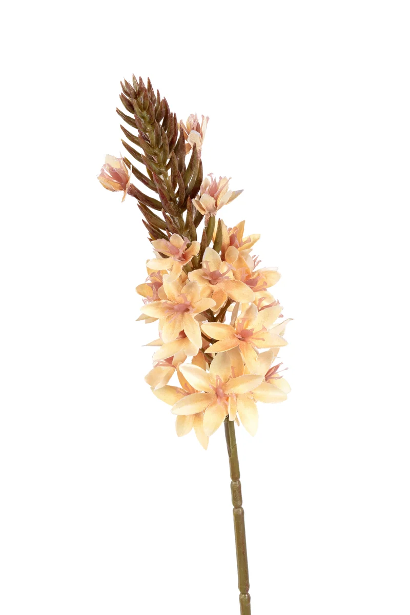 Eremurus l77cm zalm