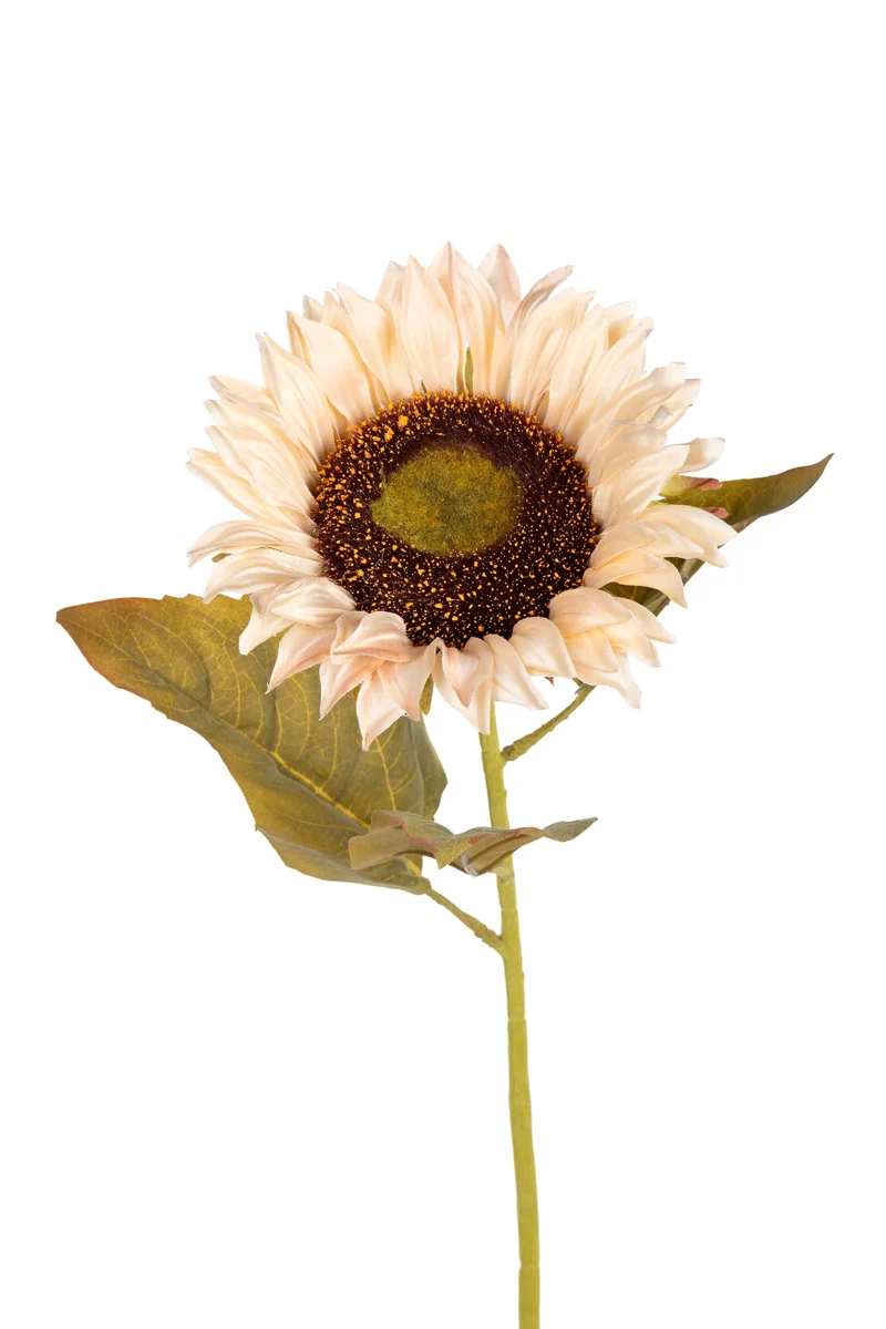 Zonnebloem l74cm creme