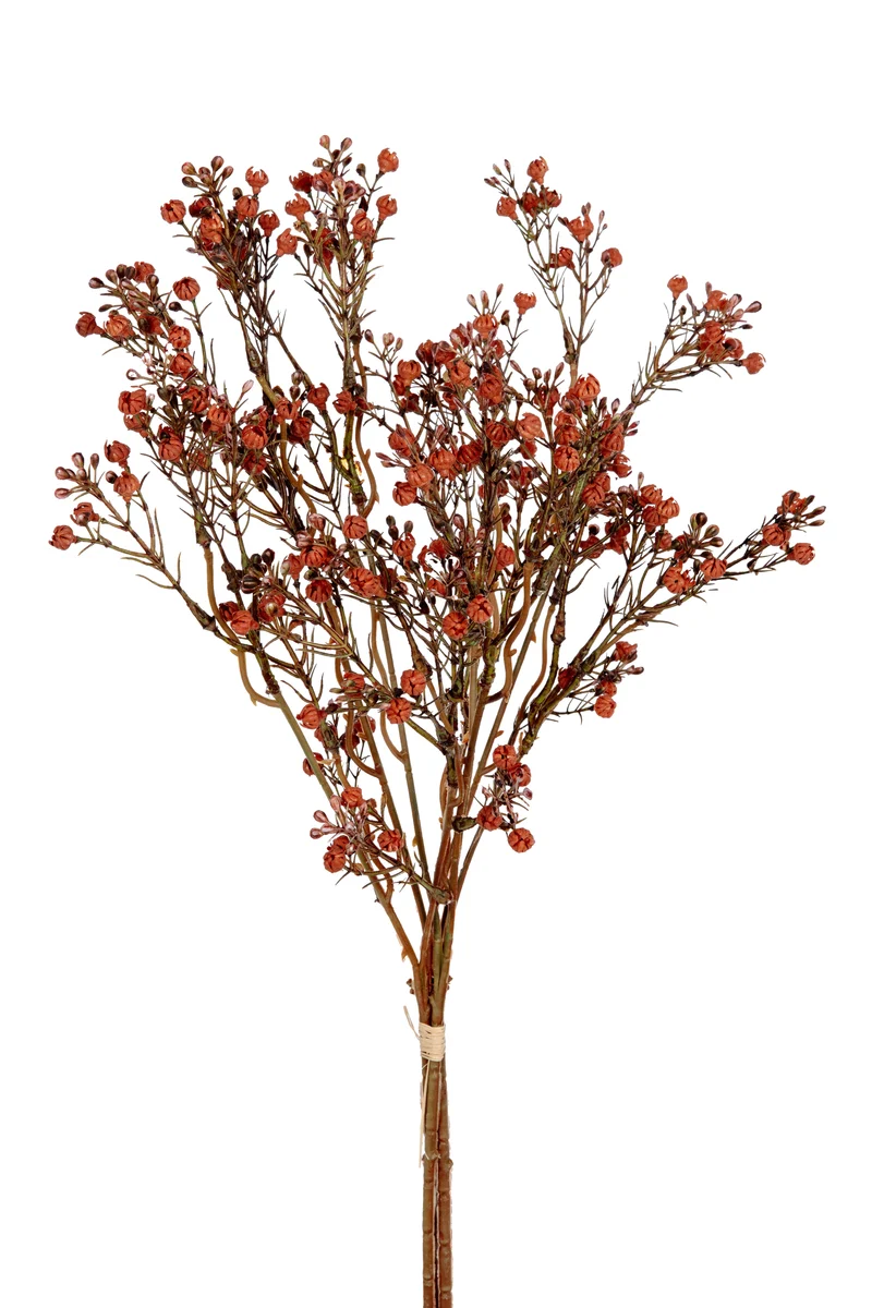 Gypsophila bundel h55cm oranje