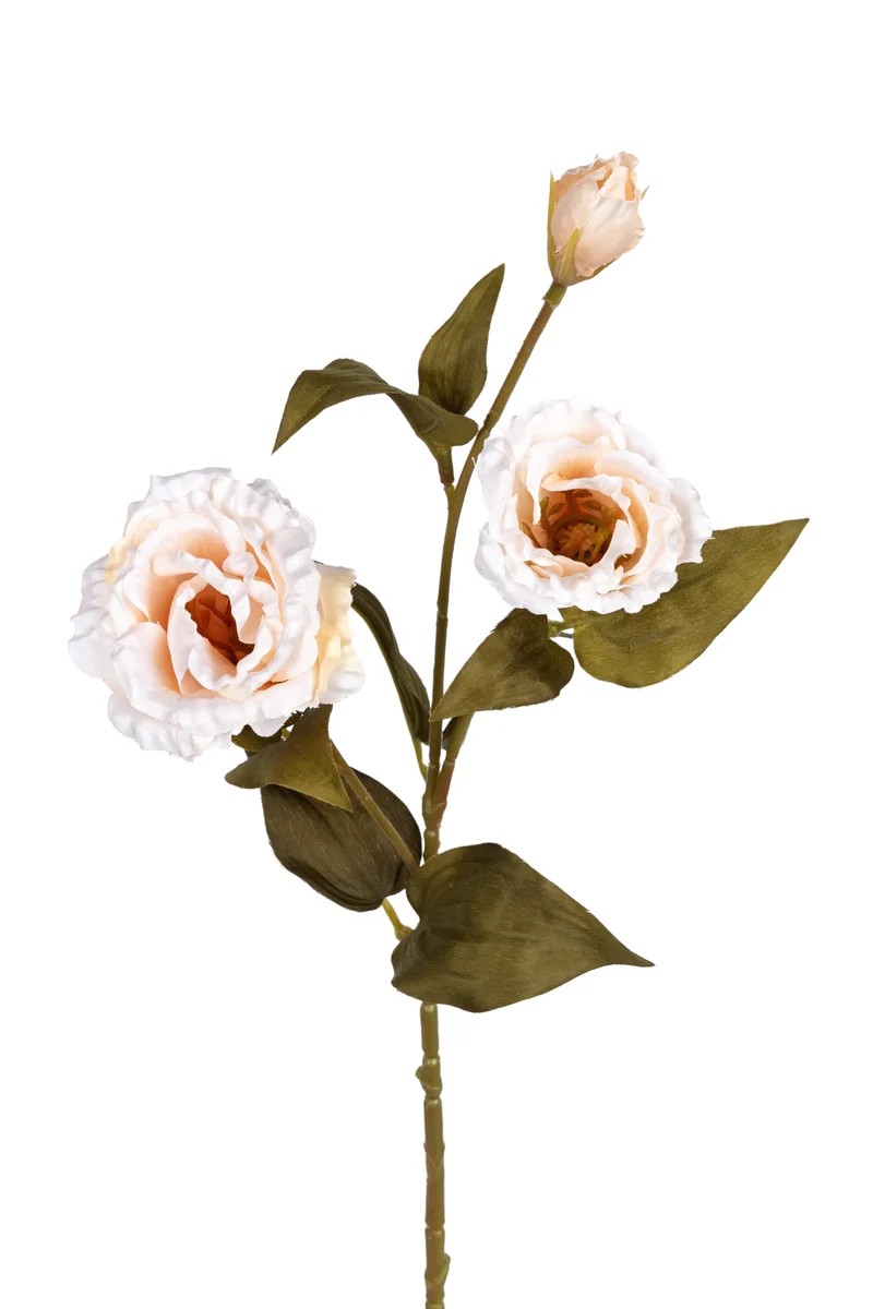 Lisiantus l68cm creme