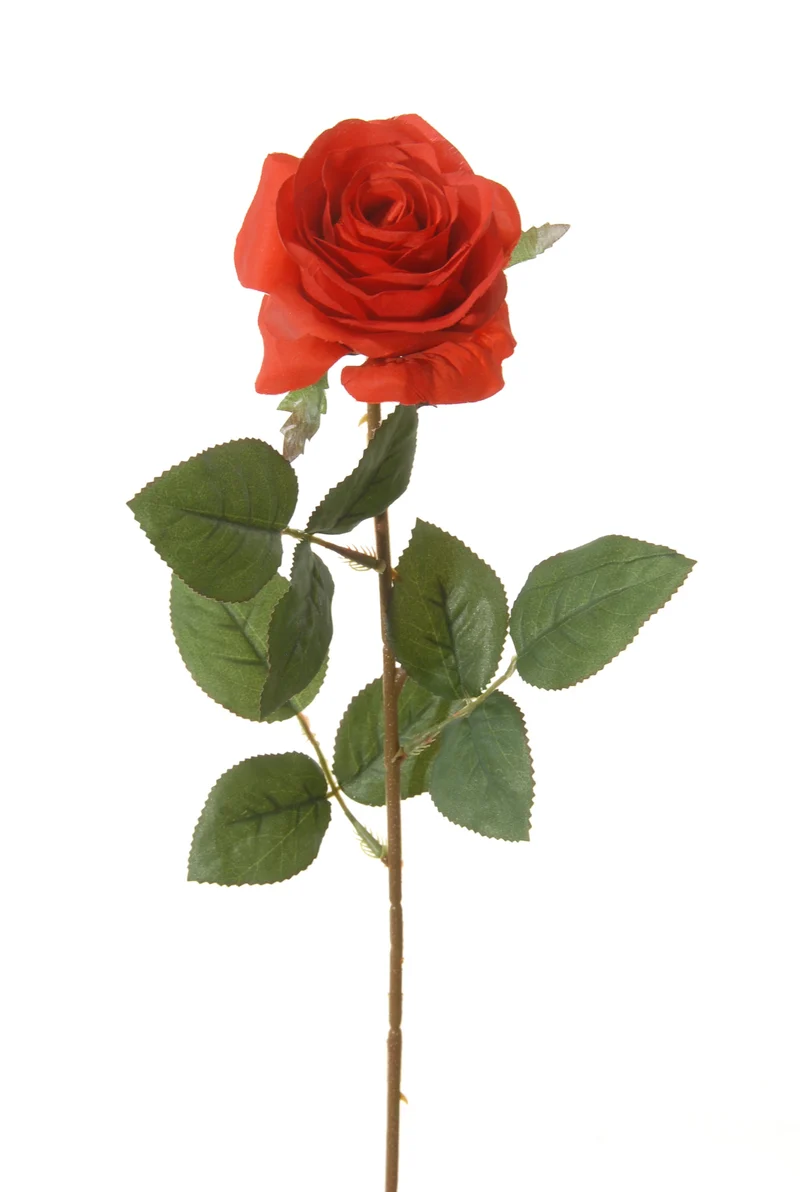 Roos l66cm rood