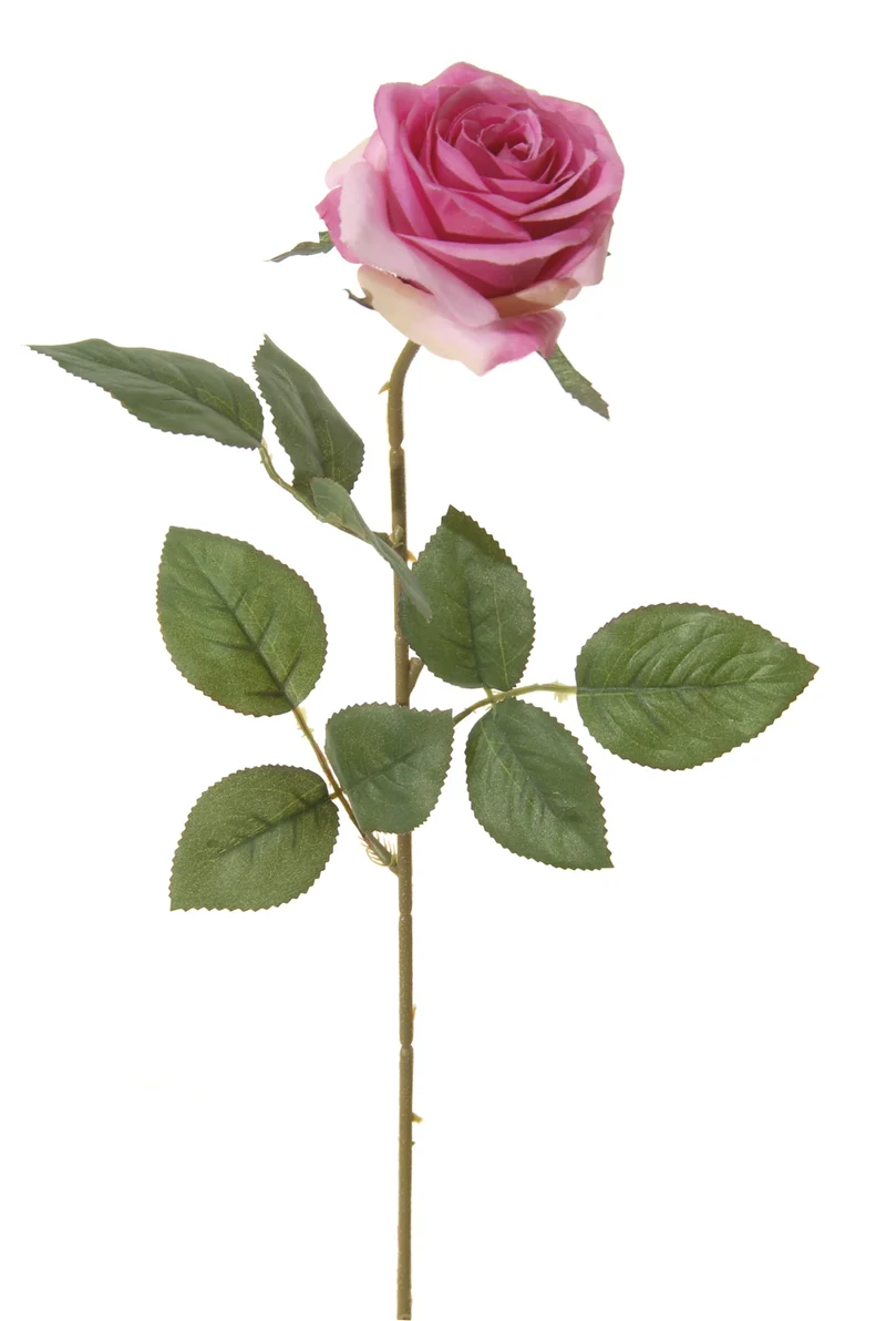Roos l66cm cerise