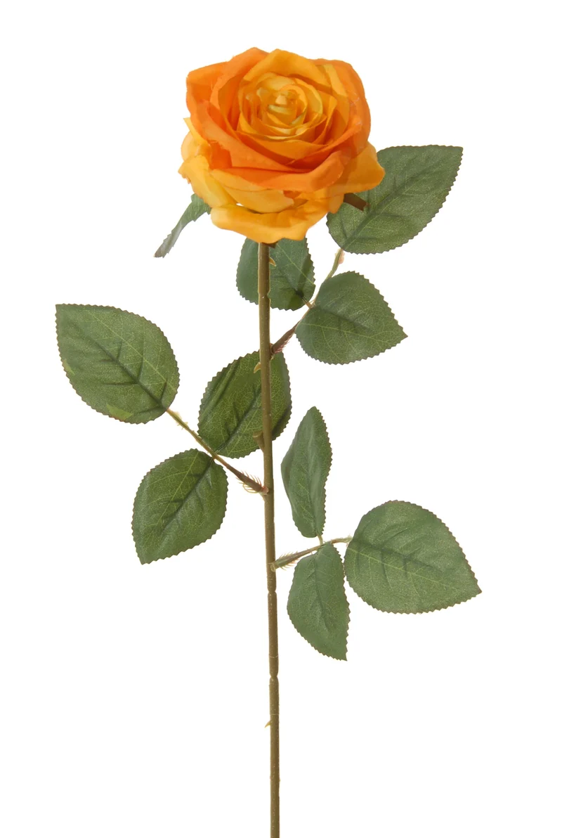 Roos l66cm oranje