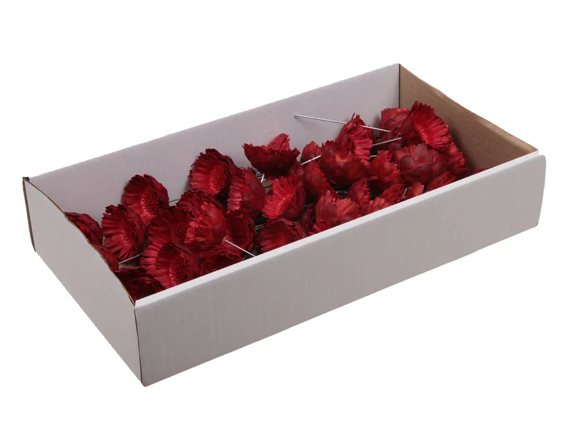 w/b. 50 protea compacta/wire 10 cm red