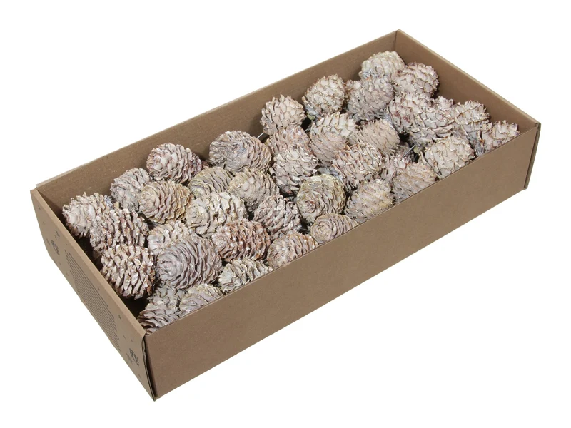 w/b. 65 glabrum/wire 10 cm white wash