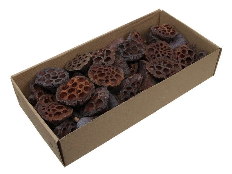 Lotus 3-5cm naturel 100pcs