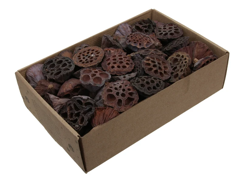 Lotus 2-3cm naturel 100pcs