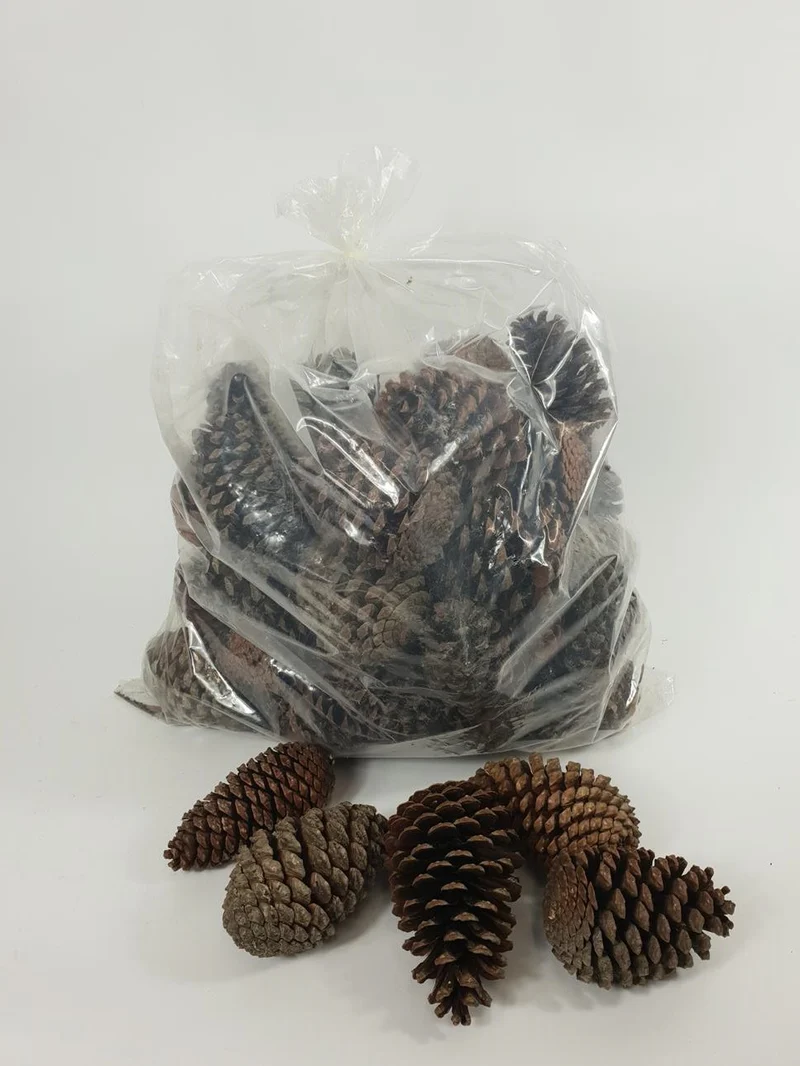 PINUS MARITIMA 14-18 CM NATURAL POLY/50 PC