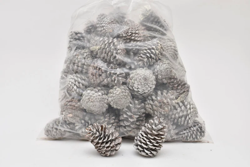 PINUS MARITIMA 10-14 CM WHITE WASHED POLY/75 PC