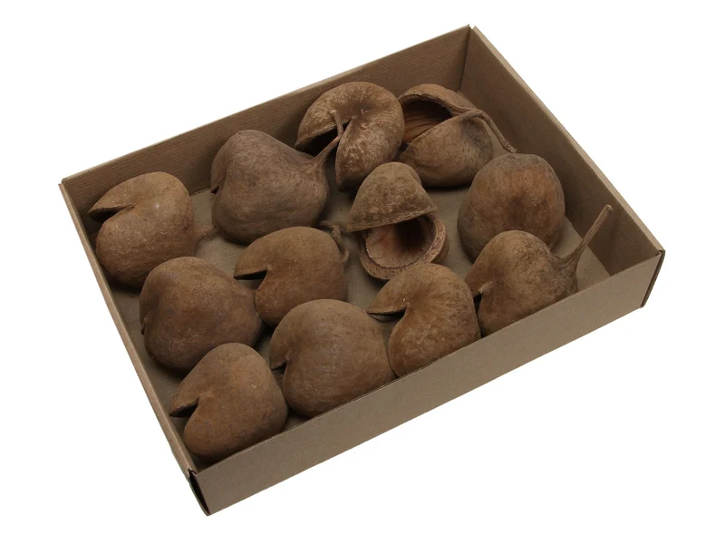 w/b. 12 budha nut natural 10 cm