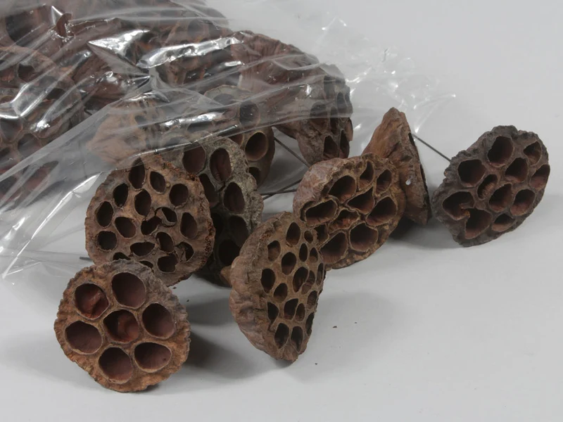 Lotus 5-7cm on 7cm wire natural 25/box