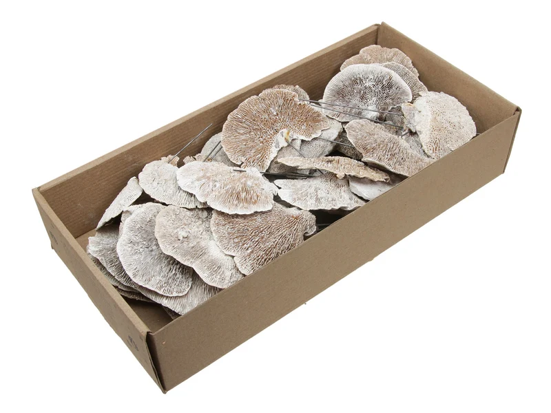 w/b 40 sponge mushroom/wire 10cm white wash