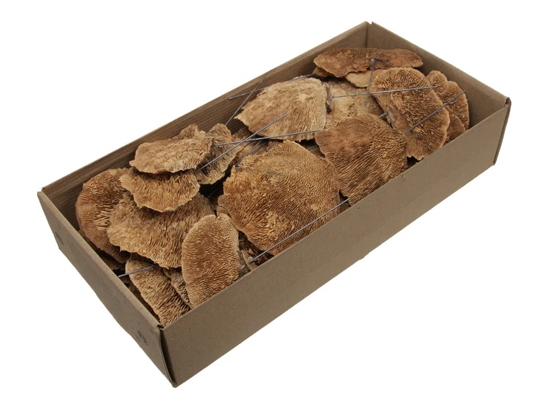 w/b 40 sponge mushroom/wire 10cm natural