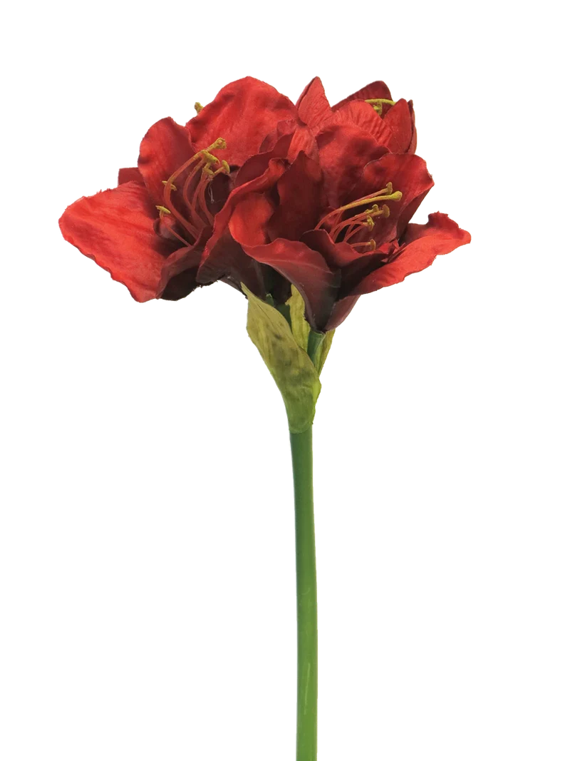 Hippeastrum Aline red 63cm
