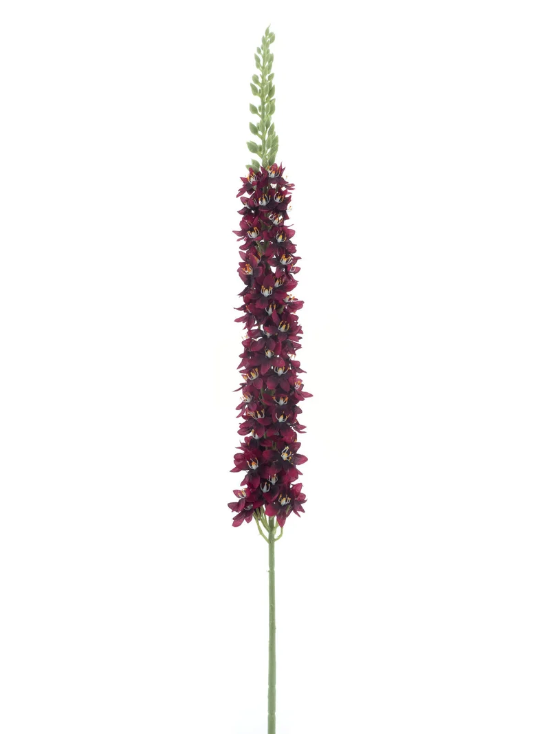 Eremurus spray Flers red 105cm