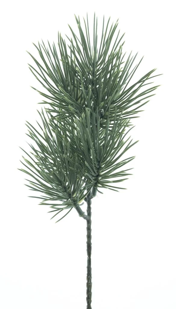 Pinus pick Baker powder 30cm