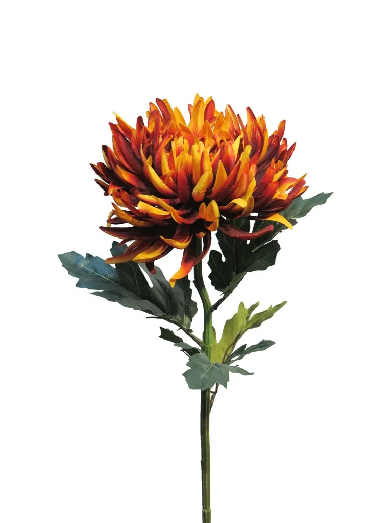 Chrysanthemum Iba rust 63cm