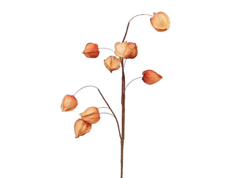 Physalis spray (9) orange 70 cm