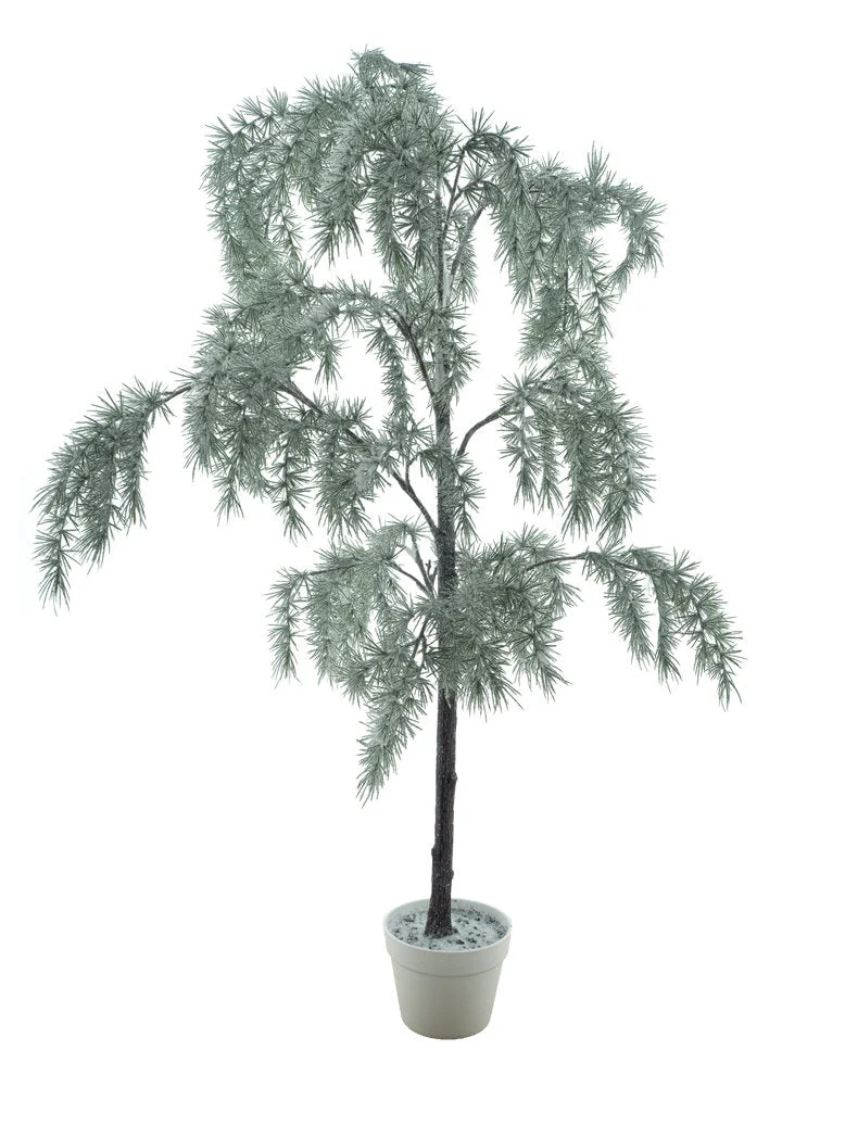 Pine tree Tomi in pot white/green 168cm