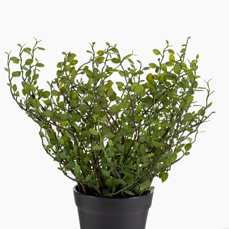 Muehlenbeckia Plant in Pot Green 27cm