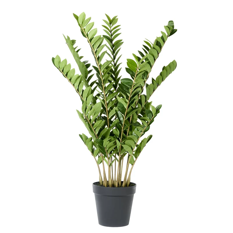 Zampifolia plant in pot 135cm groen