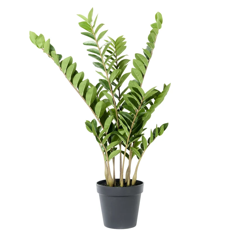 Zampifolia plant in pot 108cm groen