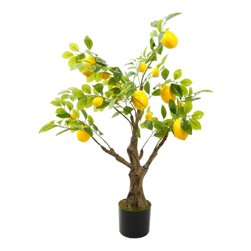 Citroenplant 90cm
