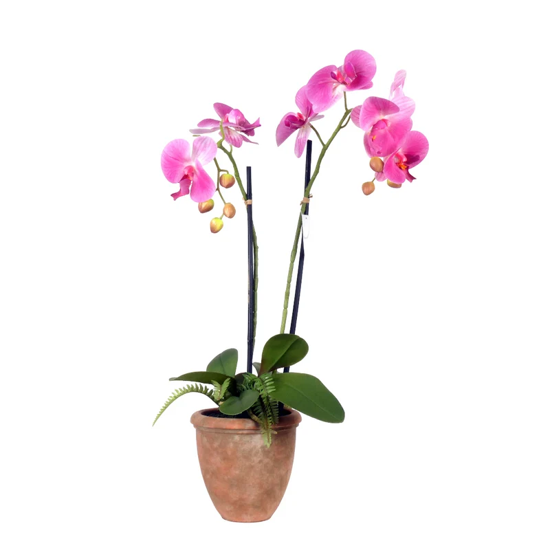 Orchid 2 branches + Fern in ceramic pot H61cm pink