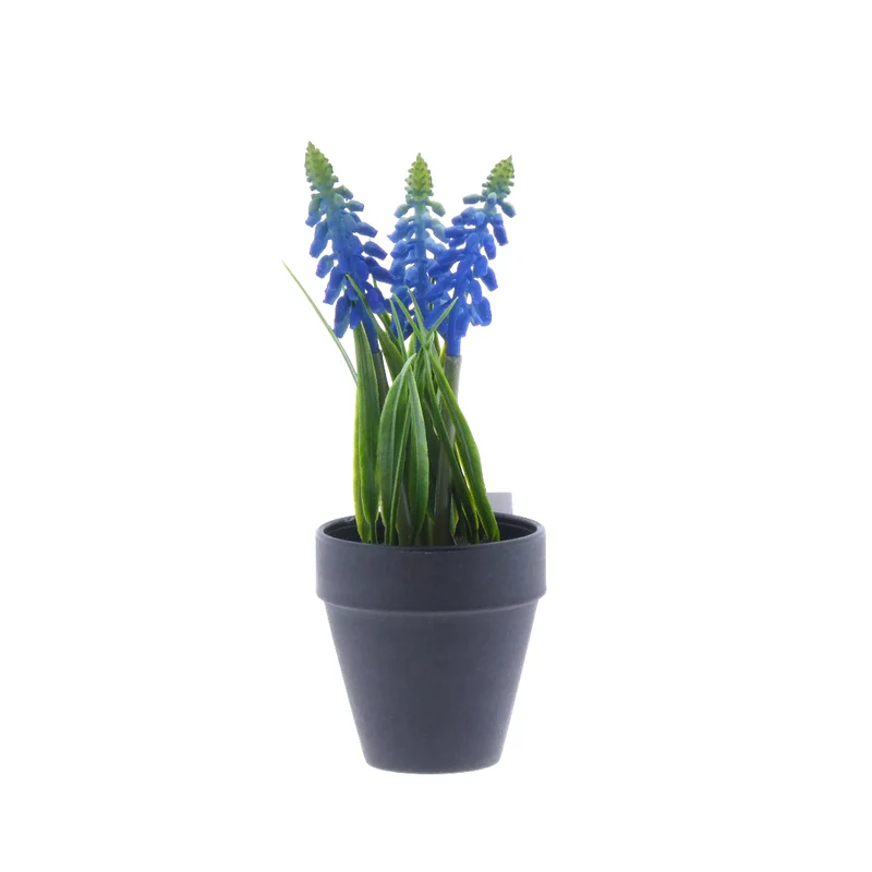 Muscari in pot H18cm blue