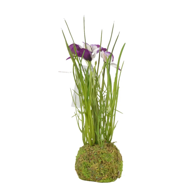 Viola on mossball H24cm purple