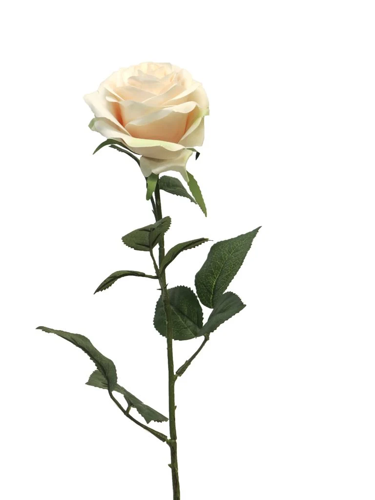 Rosa Dijon light pink 64cm