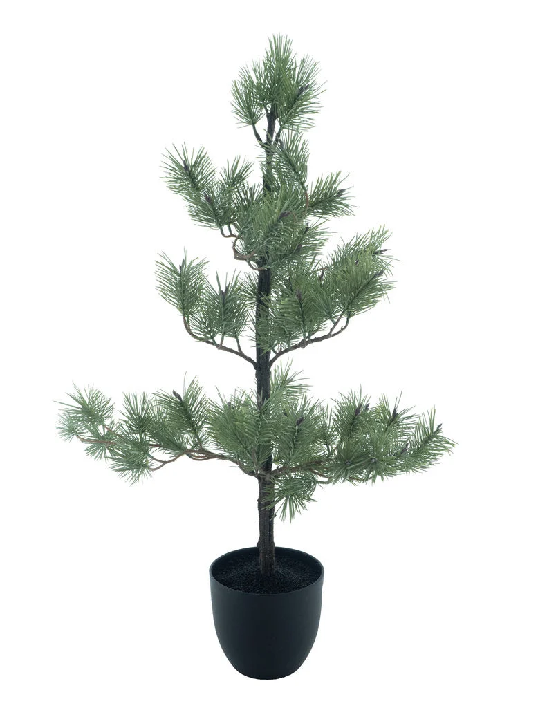 Needle pine tree in pot Ester white green 95cm