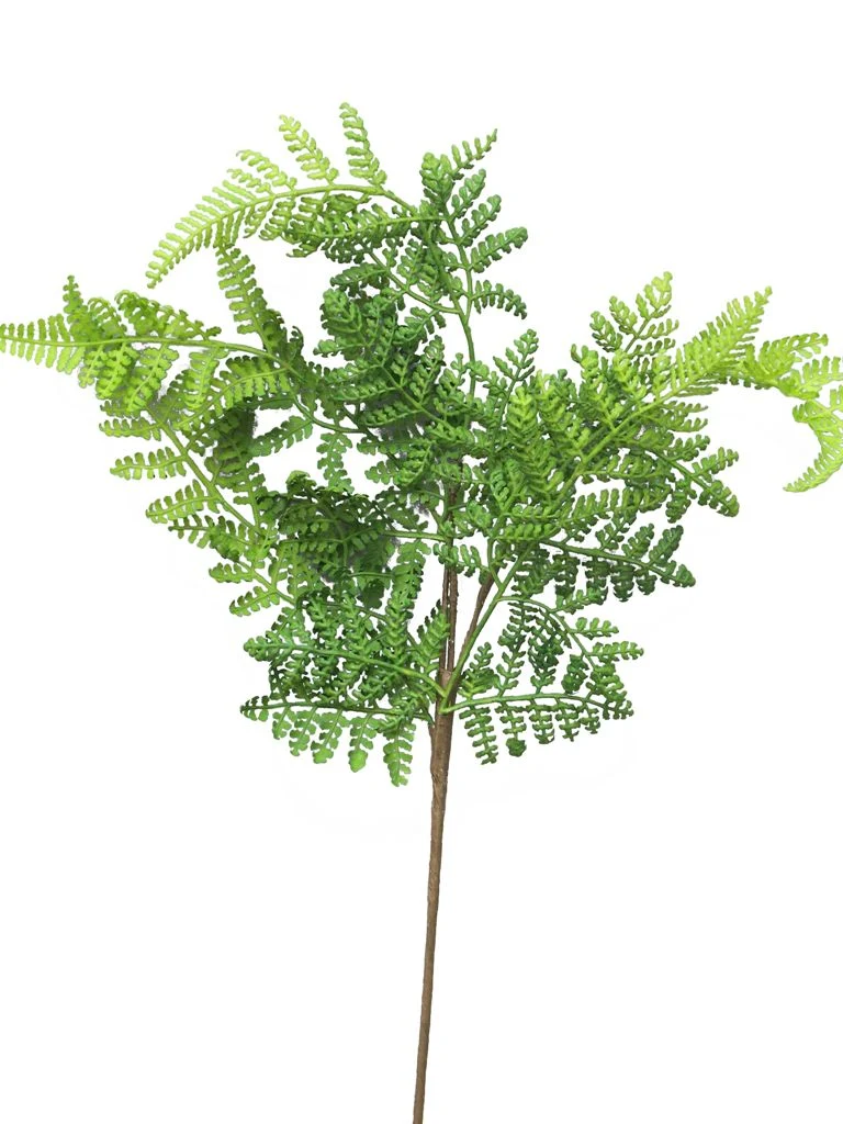 Athyrium spray green 57cm