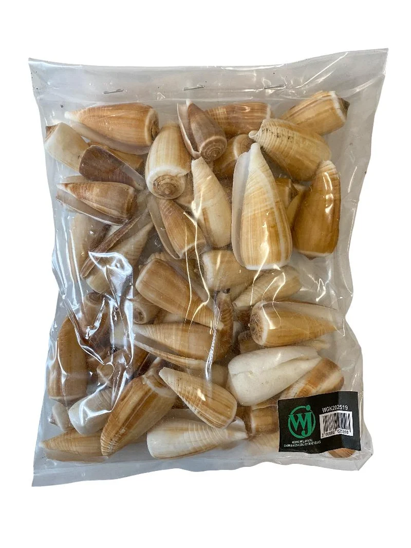 Conus magus 500gr