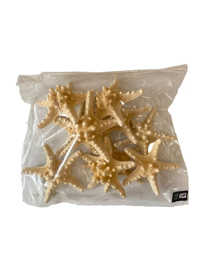 Knobby starfish bleached 15-20cm 10pcs